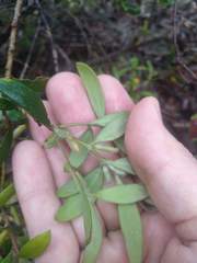 Persoonia mollis