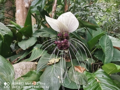 Tacca integrifolia
