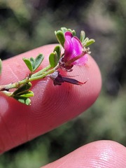 Indigofera spinescens