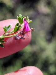 Indigofera spinescens
