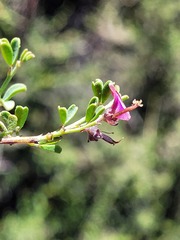 Indigofera spinescens
