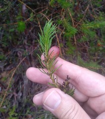 Persoonia acerosa