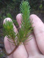 Persoonia acerosa