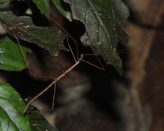 Candovia granulosa