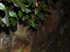Candovia granulosa