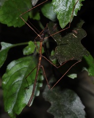 Candovia granulosa