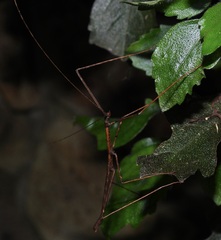 Candovia granulosa