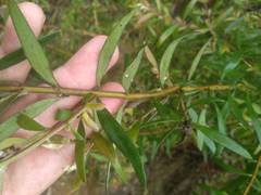 Persoonia mollis