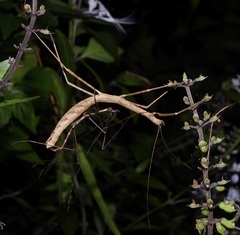 Candovia granulosa