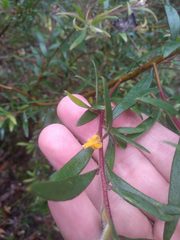 Persoonia mollis