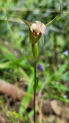 Pterostylis reflexa