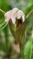 Pterostylis reflexa