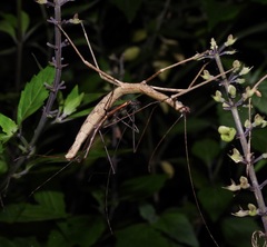 Candovia granulosa