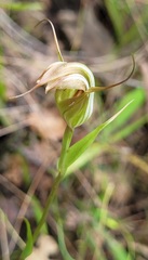 Pterostylis reflexa