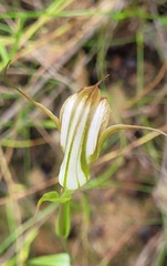 Pterostylis reflexa