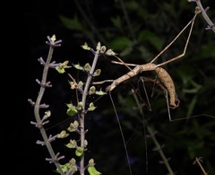 Candovia granulosa