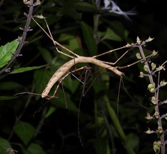 Candovia granulosa