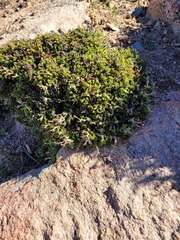 Pelargonium dasyphyllum
