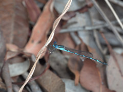 Austrolestes minjerriba