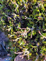 Pelargonium dasyphyllum