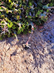 Pelargonium dasyphyllum