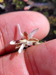 Pelargonium dasyphyllum