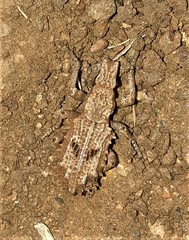 Microcerus