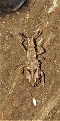 Microcerus