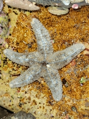 Pisaster