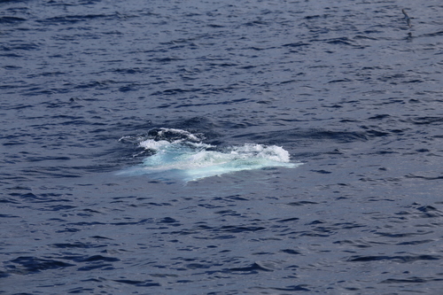 photo of Oceanic Manta Ray (Mobula birostris)