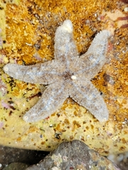 Pisaster
