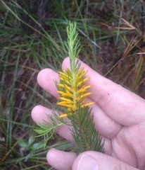 Persoonia acerosa