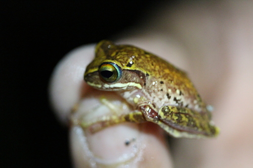 Boophis andrangoloaka