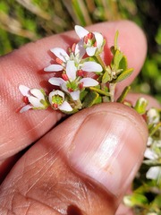 Agathosma namaquensis