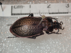 Carabus alysidotus