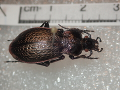 Carabus alysidotus