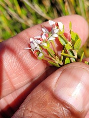 Agathosma namaquensis