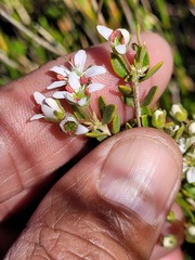 Agathosma namaquensis