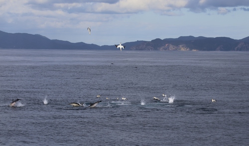 photo of Short-beaked Common Dolphin (Delphinus delphis)