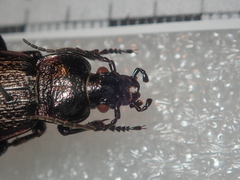 Carabus alysidotus