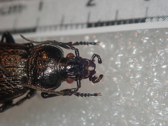 Carabus alysidotus