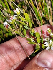 Agathosma namaquensis