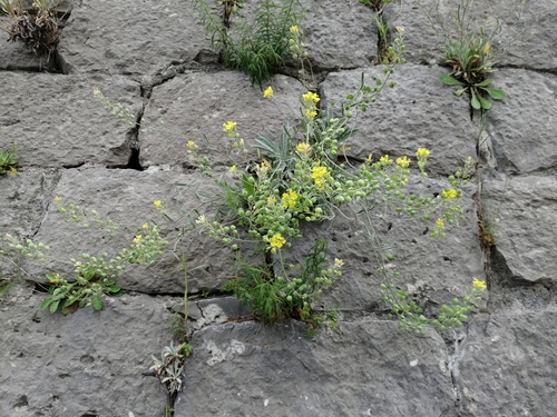 Image of Aurinia sinuata by (c) Flora_DUMO, some rights reserved (CC BY)