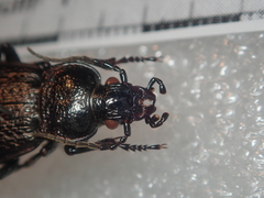 Carabus alysidotus