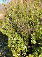Agathosma namaquensis