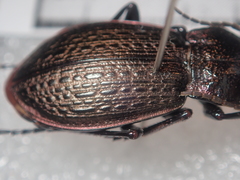 Carabus alysidotus