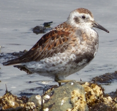 Calidris ptilocnemis