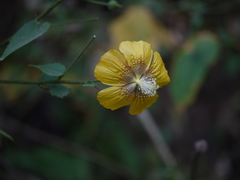 Abutilon persicum