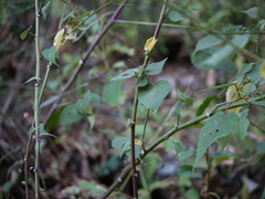 Abutilon persicum