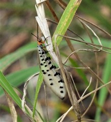 Myrmeleon erythrocephalus